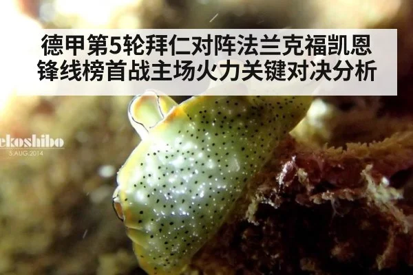 德甲第5轮拜仁对阵法兰克福凯恩锋线榜首战主场火力关键对决分析
